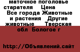 маточное поголовье старателя  › Цена ­ 2 300 - Все города Животные и растения » Другие животные   . Тверская обл.,Бологое г.